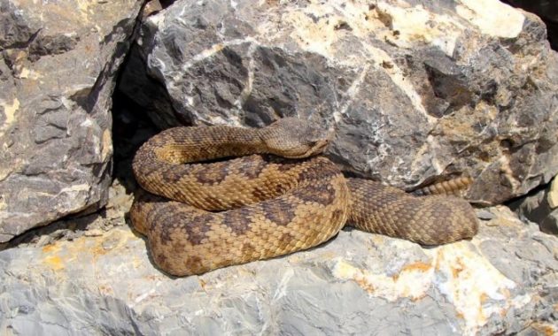 Fact About Rattlesnake and Their Babies