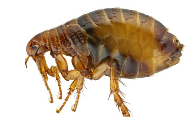 Highest Jumping Animals : Flea