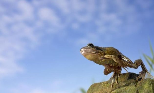 Highest Jumping Animals : Frog