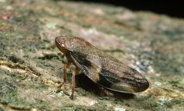 Highest Jumping Animals : Froghopper