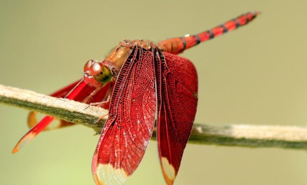 a list of beautiful animals with red colored : Fulvous Forest Skimmer