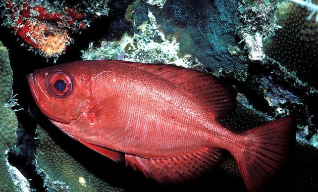 a list of beautiful animals with red colored : Glass Eye Squirrel Fish