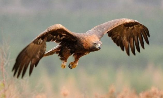 Types of Eagles: Golden Eagle