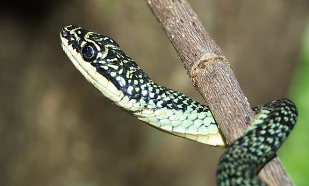 Colorful Small Snake : Golden Tree Snake (Chrysopelea ornata)