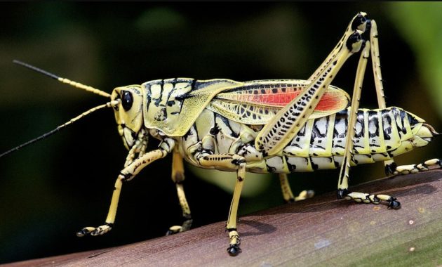 Highest Jumping Animals : Grasshopper