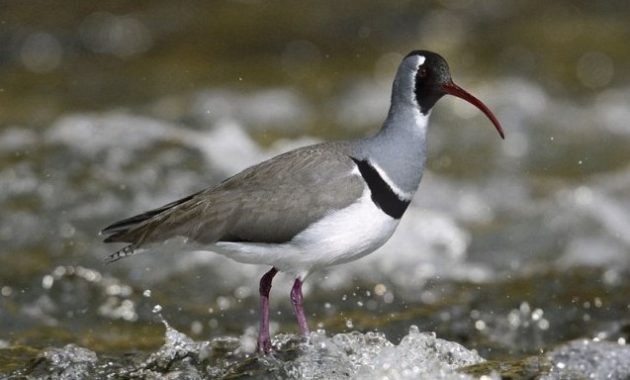 animals that start with i : Ibisbill