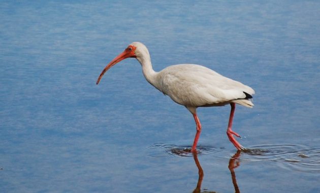 animals that start with i : Ibises