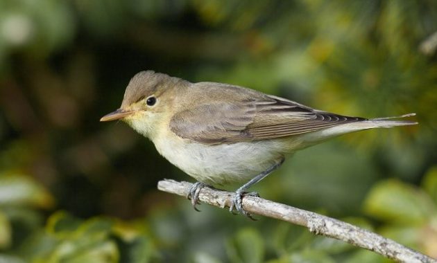 animals that start with i :Icterine Warbler