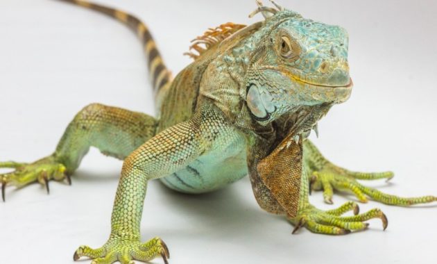 animals that start with i : Iguana