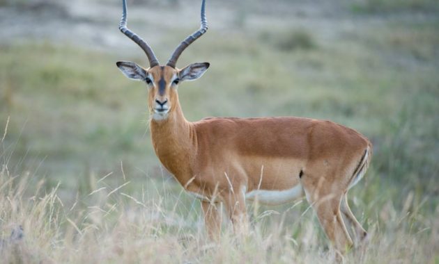 Highest Jumping Animals : Impala