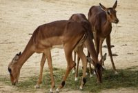 animals that start with i : Impala