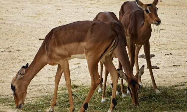 animals that start with i : Impala