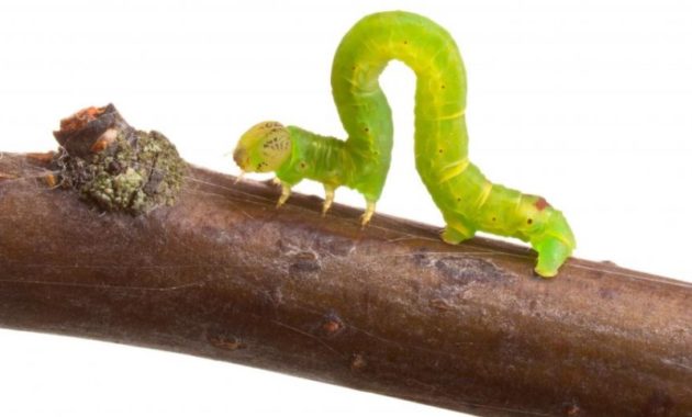 animals that start with i : Inchworms