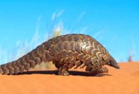 animals that start with i :Indian Pangolin