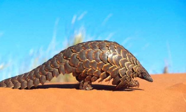 animals that start with i :Indian Pangolin