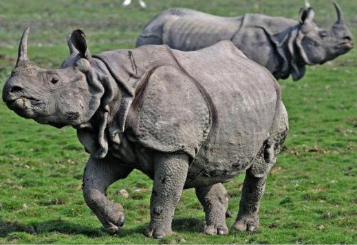 amazing armored animals : Indian Rhinoceros 