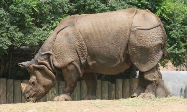 animals that start with i : Indian Rhinoceros