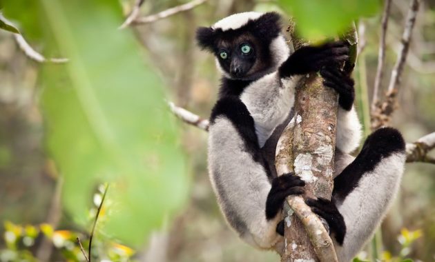 animals that start with i : Indri