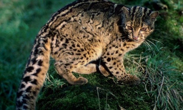 animals that start with i : Iriomote Cat