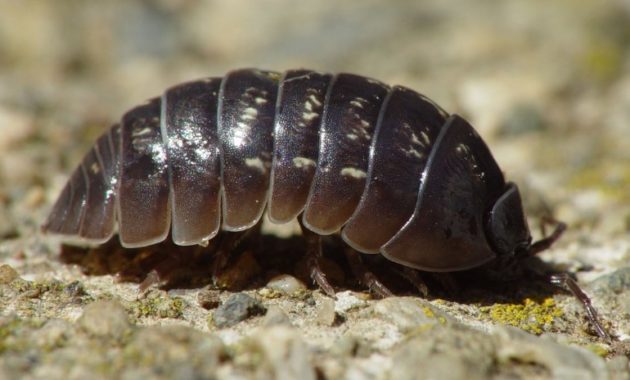 animals that start with i : Isopod