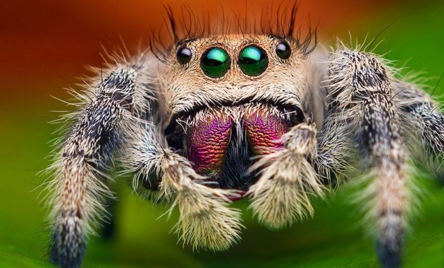 Highest Jumping Animals : Jumping Spider