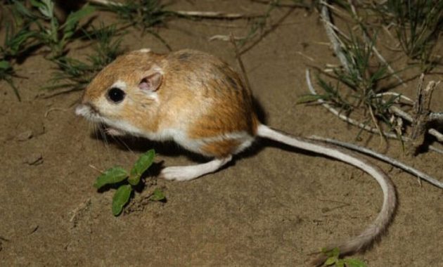 Highest Jumping Animals : Kangaroo Rat