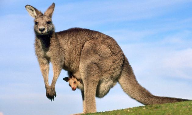 Highest Jumping Animals : Kangaroos