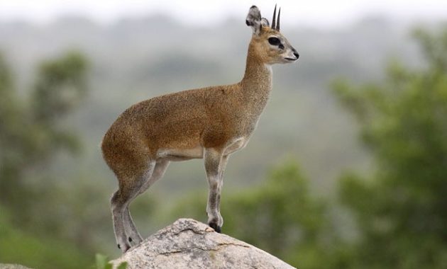 Highest Jumping Animals : Klipspringers