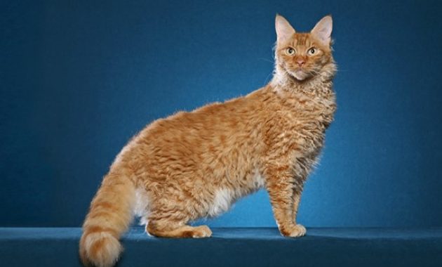 Beautiful Curly Haired Cat Breeds in the World