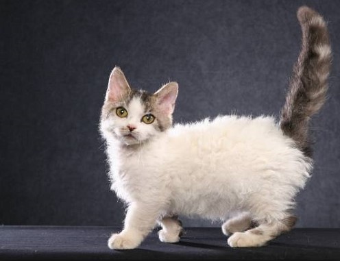 Beautiful Curly Haired Cat Breeds in the World