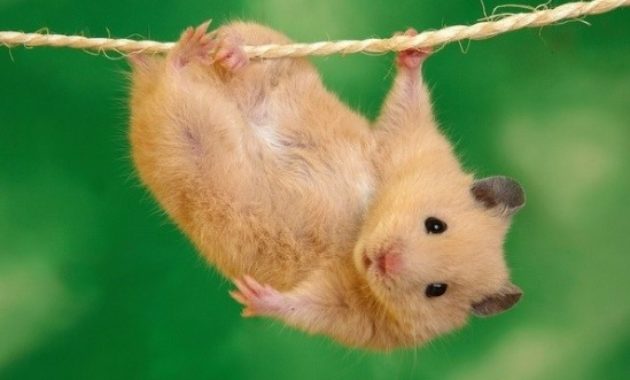 fact of syrian teddy bear hamster 