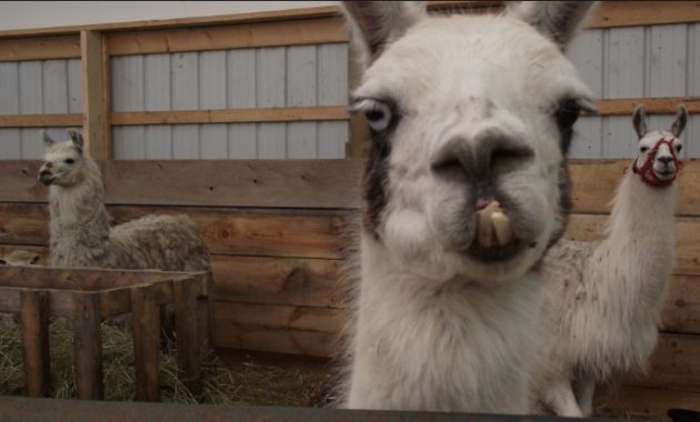 down syndrome Llama