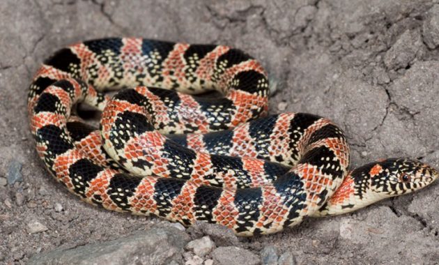 Colorful Small Snake : Long-nosed Snake