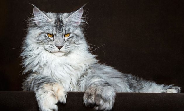 beautiful cat breeds : Maine Coon