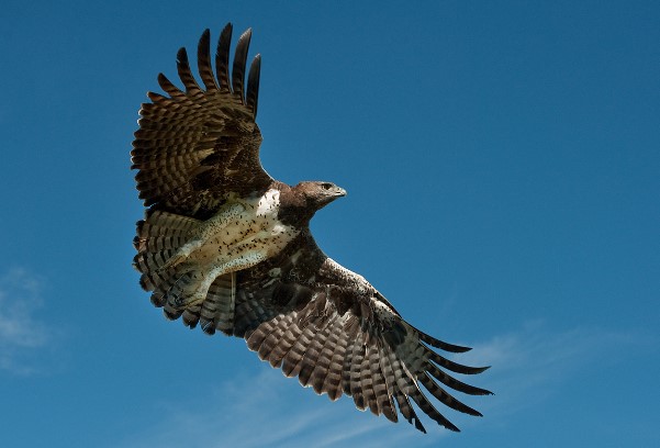 Types of Eagles: Martial Eagle