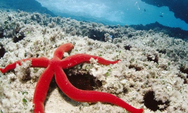 a list of beautiful animals with red colored : Mediterranean Red Sea Star