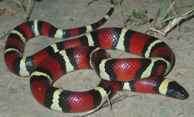 Colorful Small Snake : Mexican Milk Snake (Lampropeltis triangulum annulata)