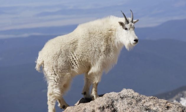 Highest Jumping Animals : Mountain Goat