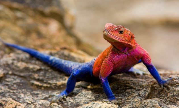 a list of beautiful animals with red colored : Mwanza Flat-Headed Rock Agama