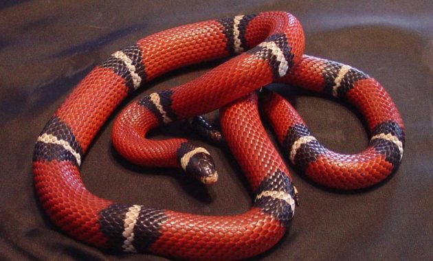 Colorful Small Snake : Nelson's Milk Snake