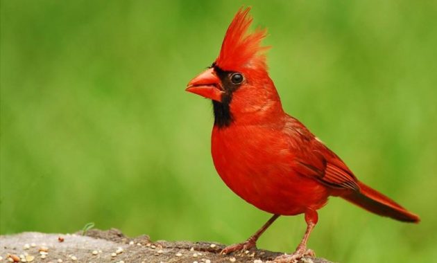 a list of beautiful animals with red colored : North Cardinal