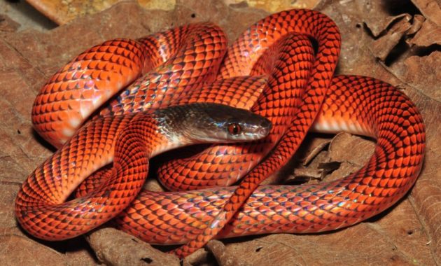 a list of beautiful animals with red colored : Oxyrhopus melanogenys