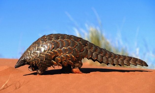 amazing armored animals Pangolin