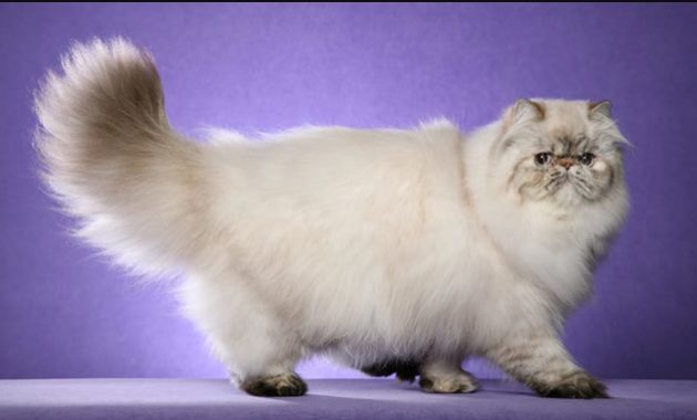 beautiful cat breeds : Persian Cat