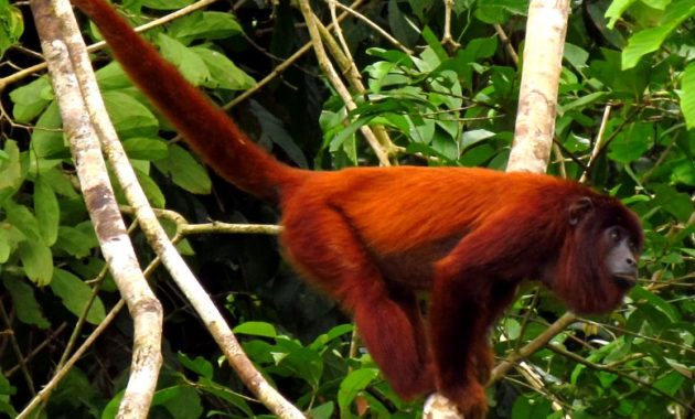 a list of beautiful animals with red colored : Purus Red Howler