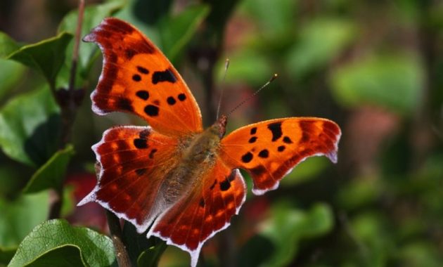 a list of beautiful animals with red colored : Question Mark Butterfly