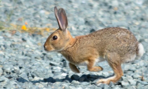 Highest Jumping Animals : Rabbit