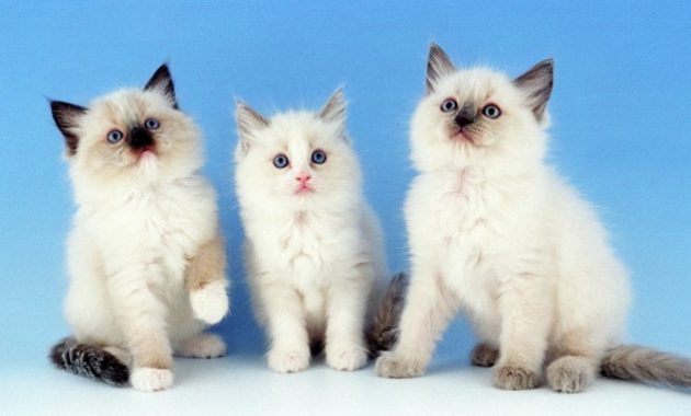 beautiful cat breeds : Ragdoll