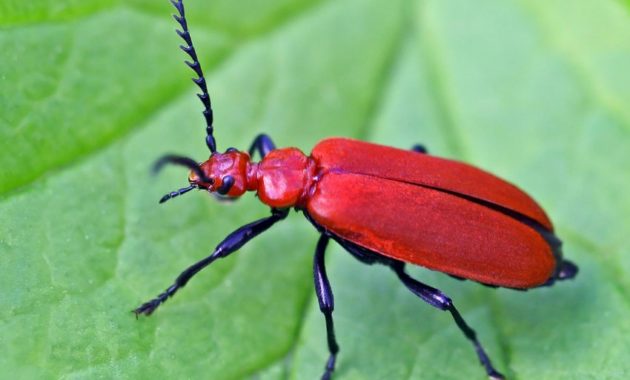 a list of beautiful animals with red colored : Red-Headed Cardinal Beetle