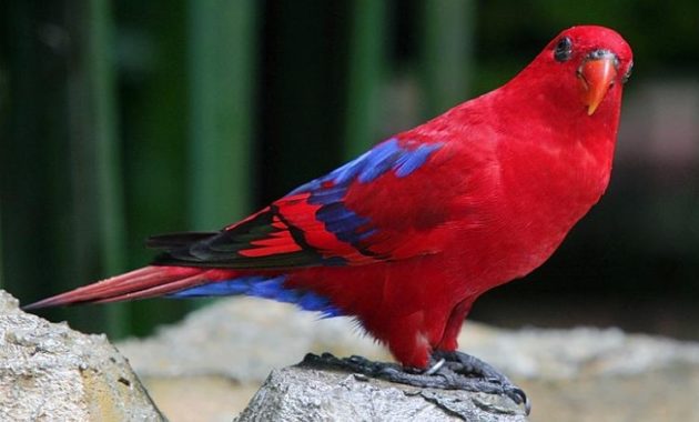 a list of beautiful animals with red colored : Red Lory